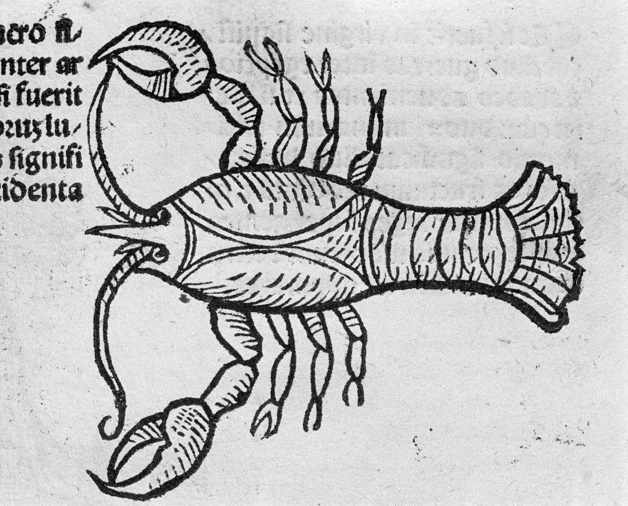 Le Cancer - in Treatise by Johannes Angeli De Magnisconnectionibue annorum revolutionibus ac eorum pefectionibus. Augsburg, Erhard Ratdolt 作者 德国学校