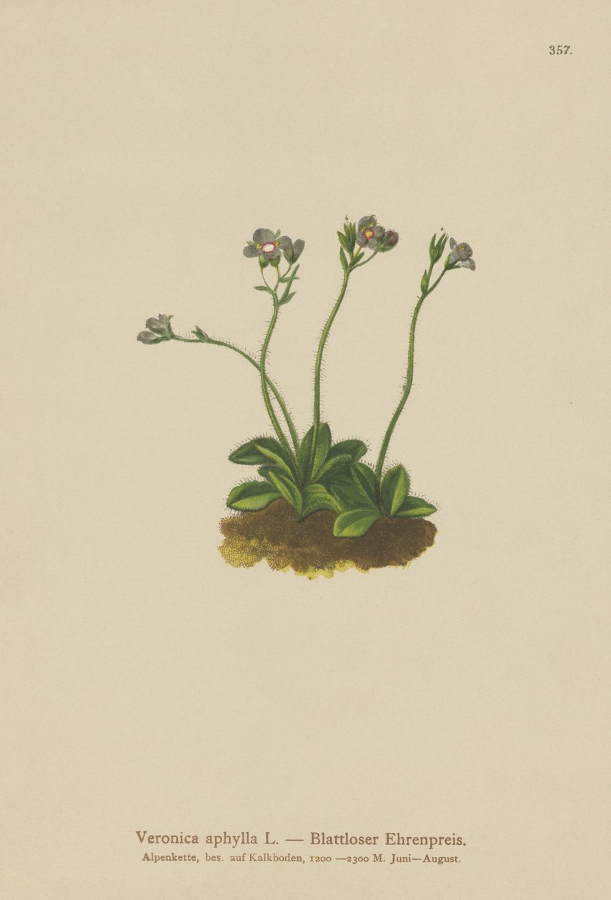 无叶茎秆Speedwell（Veronica aphylla） 作者 德国学校