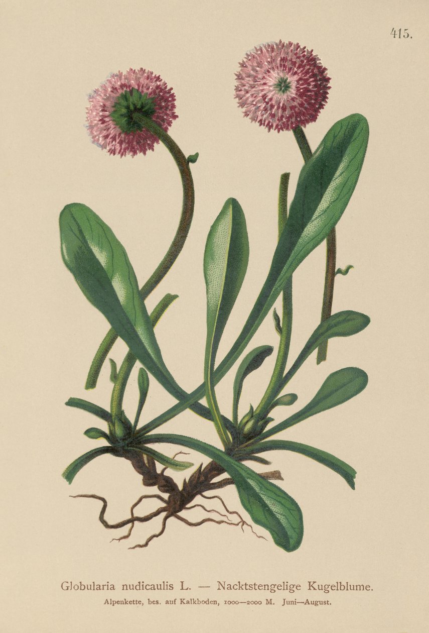 无叶茎秆Globularia（Globularia nudicaulis） 作者 德国学校