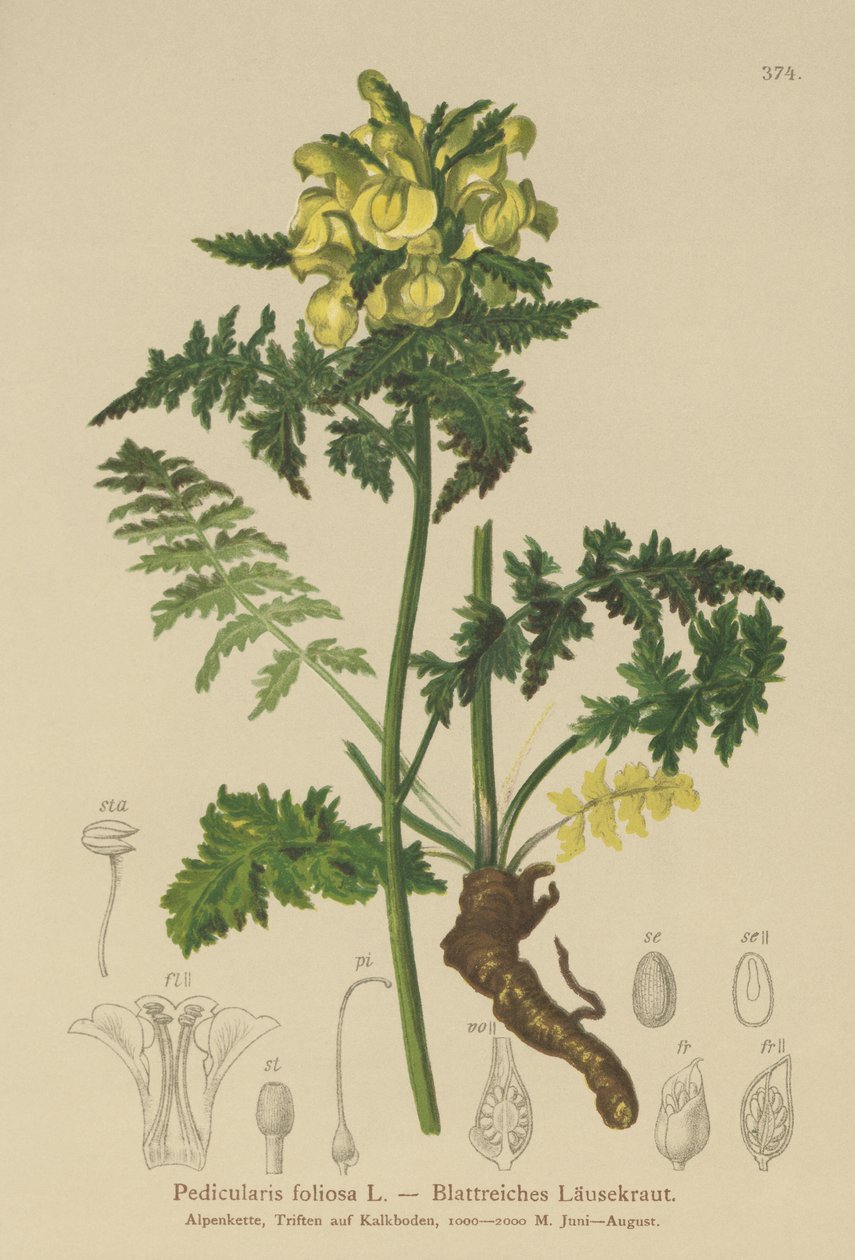 绿叶Lousewort（卵泡毛囊） 作者 德国学校
