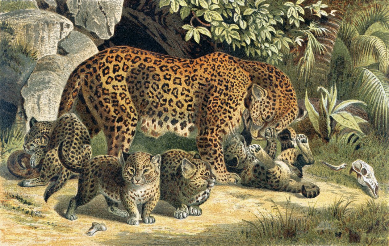 Leopard，来自Brehms Tierleben的记录：Allgemeine Kunde des Tierreichs，vol.1，p.463，由Bibliographisches Institut出版，1890年 作者 德国学校