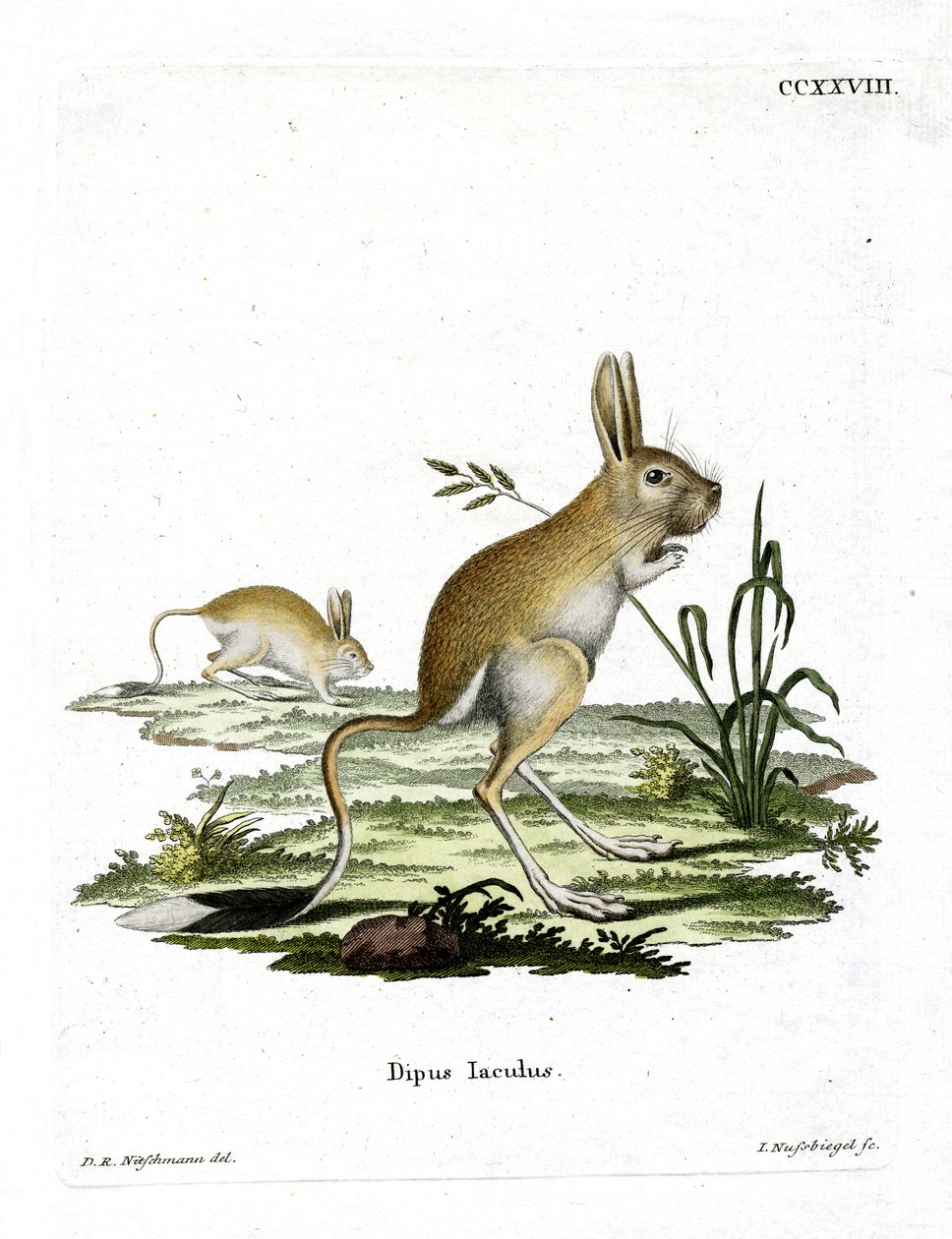 小埃及的Jerboa（彩色雕刻）。 作者 德国学校