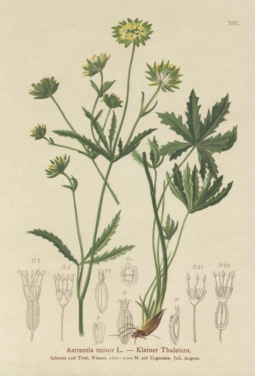 小梅花（Astrantia minor） 作者 德国学校