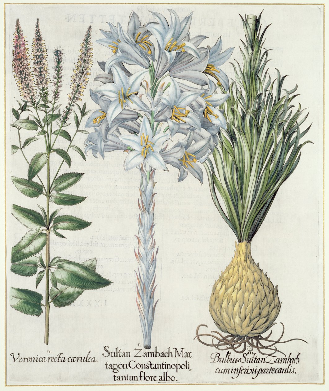 莉莉：1.Sultan Zambach Martagon Constantinopolitanum flore albo 2.Veronica recta carnlea 3.Bulbus Sultan Zambach cuminfeunipartecaulis，来自Hortus Eystettensis by Basil Besler（1561-1629），pub。 1613 作者 德国学校