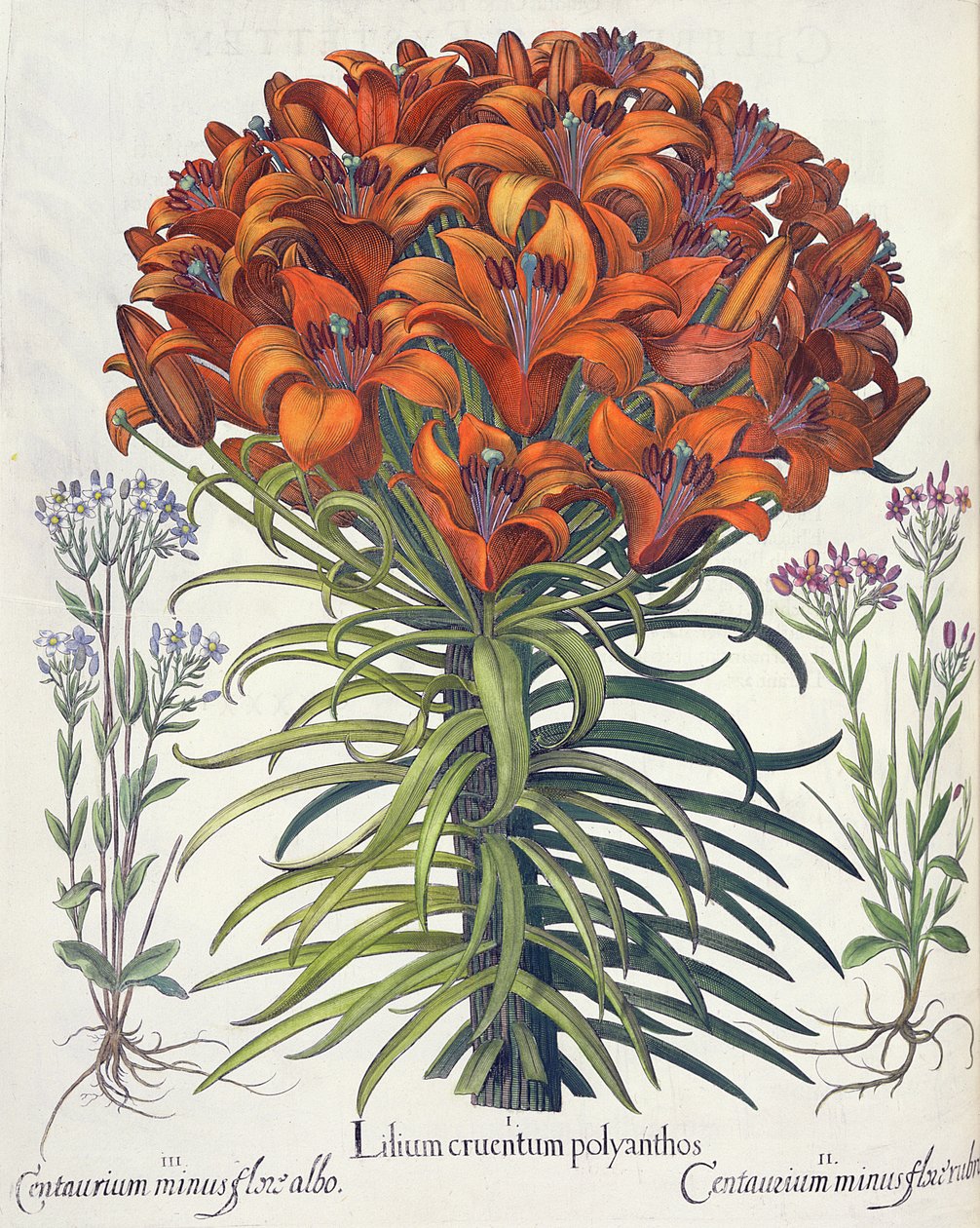 莉莉和矢车菊：1.Lilium出血和polyanthos; 2.Centaurium少红花; 3.Centaurium小白花由罗勒Besler（1561年至1629年），酒馆Eystettensis。 1613 作者 德国学校