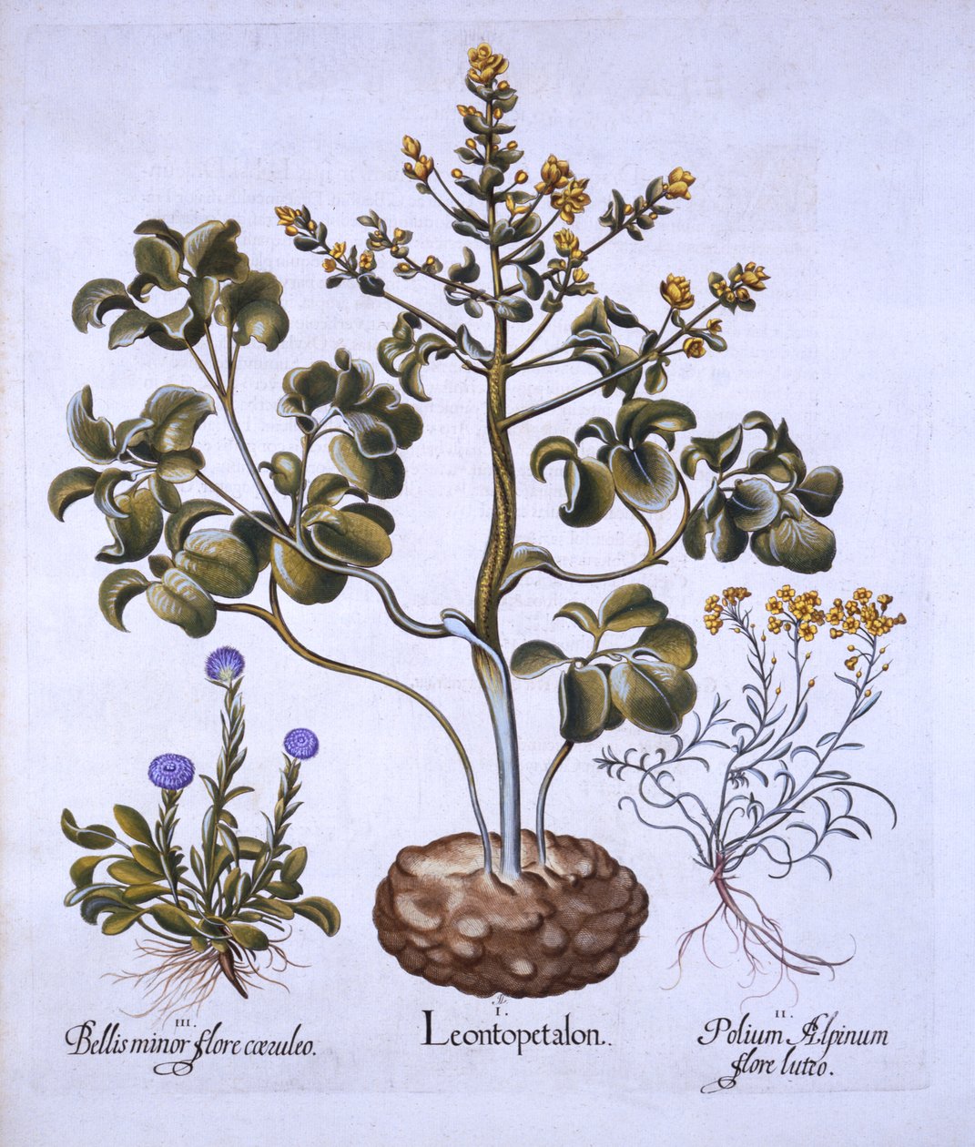 Lions Leaf和Alpine Flowers，来自Hortus Eystettensis，由Basil Besler（1561-1629），酒吧。 1613（手工彩色雕刻） 作者 德国学校