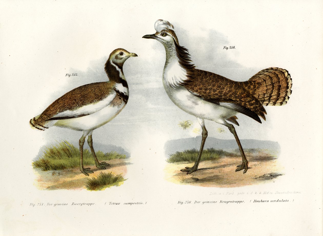 Little Bustard，1864 作者 德国学校