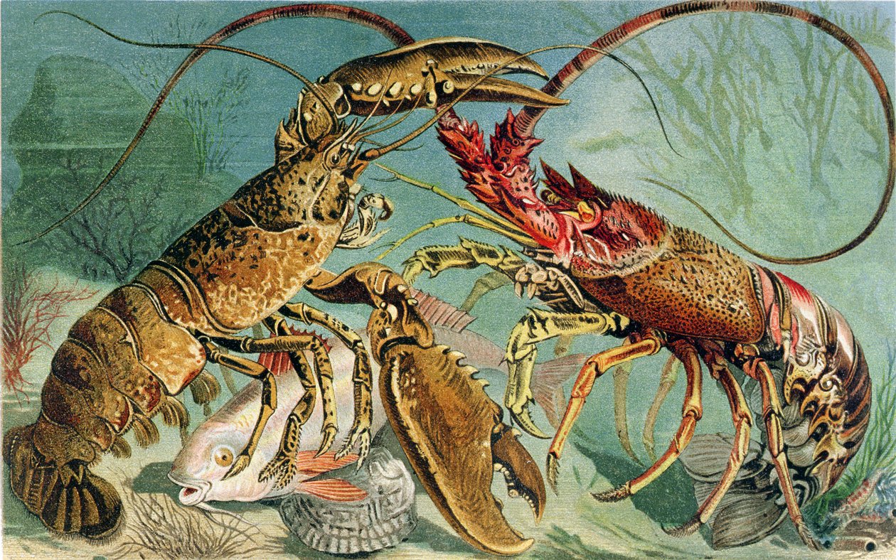 Lobster和Spiny Lobster，来自Brehms Tierleben的记录：Allgemeine Kunde des Tierreichs，vol.10，p.44，由Bibliographisches Institut出版，1893年 作者 德国学校