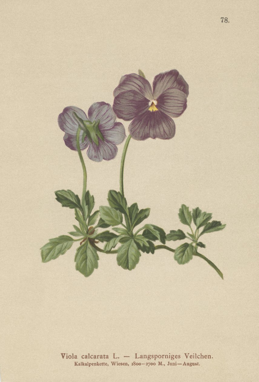 长刺紫罗兰（Viola Calcarata） 作者 德国学校