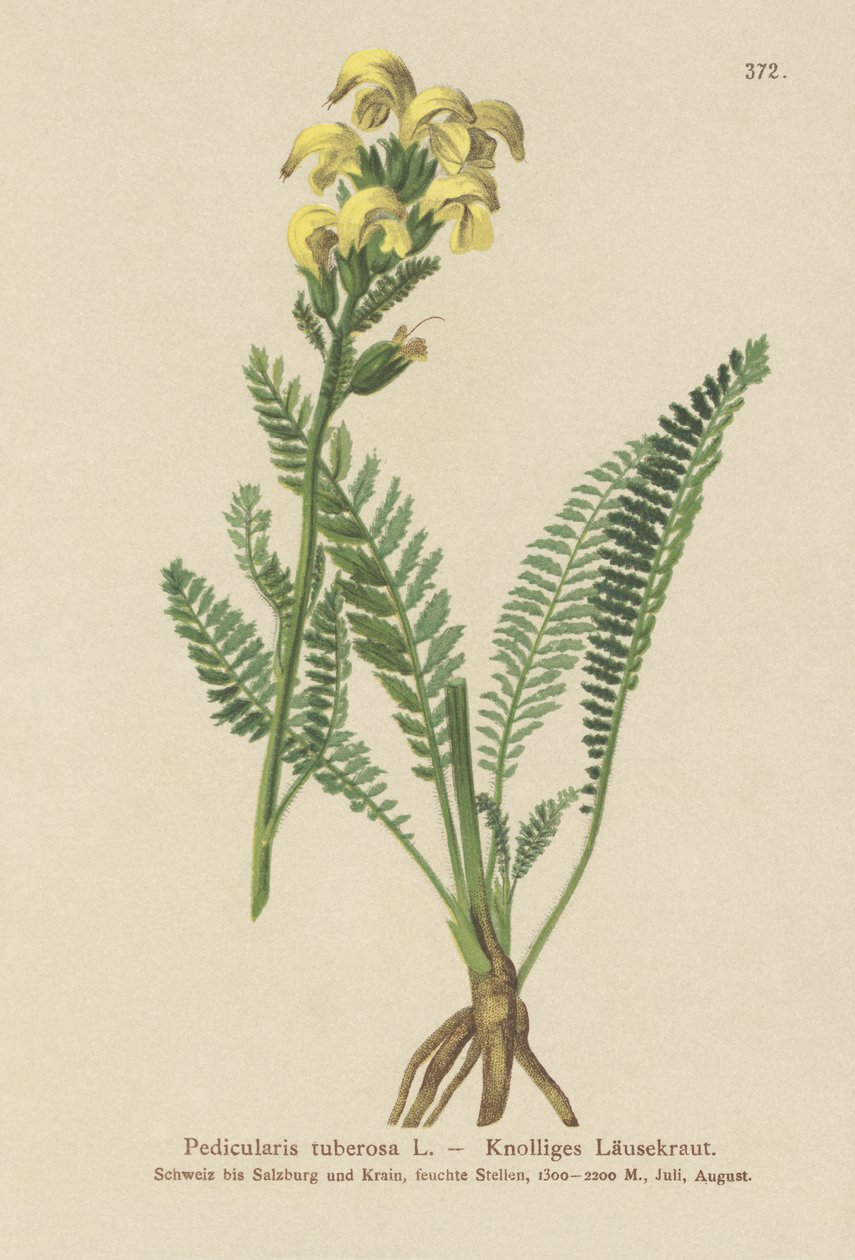 长喙黄色Lousewort（Pedicularis tuberosa） 作者 德国学校