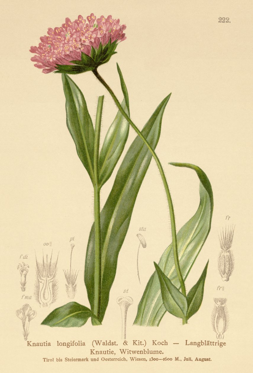 长叶寡妇花（Knautia longifolia） 作者 德国学校