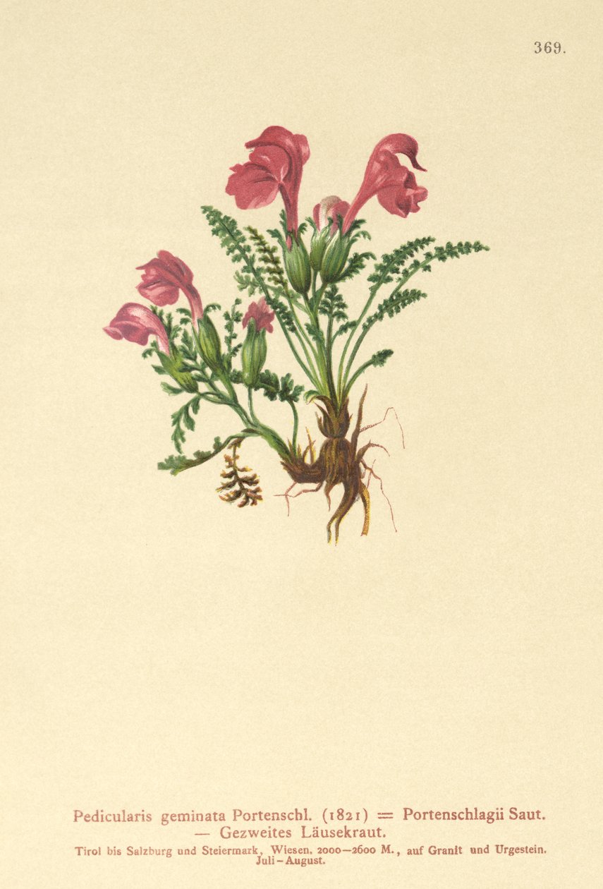 Lousewort（Gemini Pedicularis，Pedicularis Portenschlagii，Pedicularis Pumila） 作者 德国学校