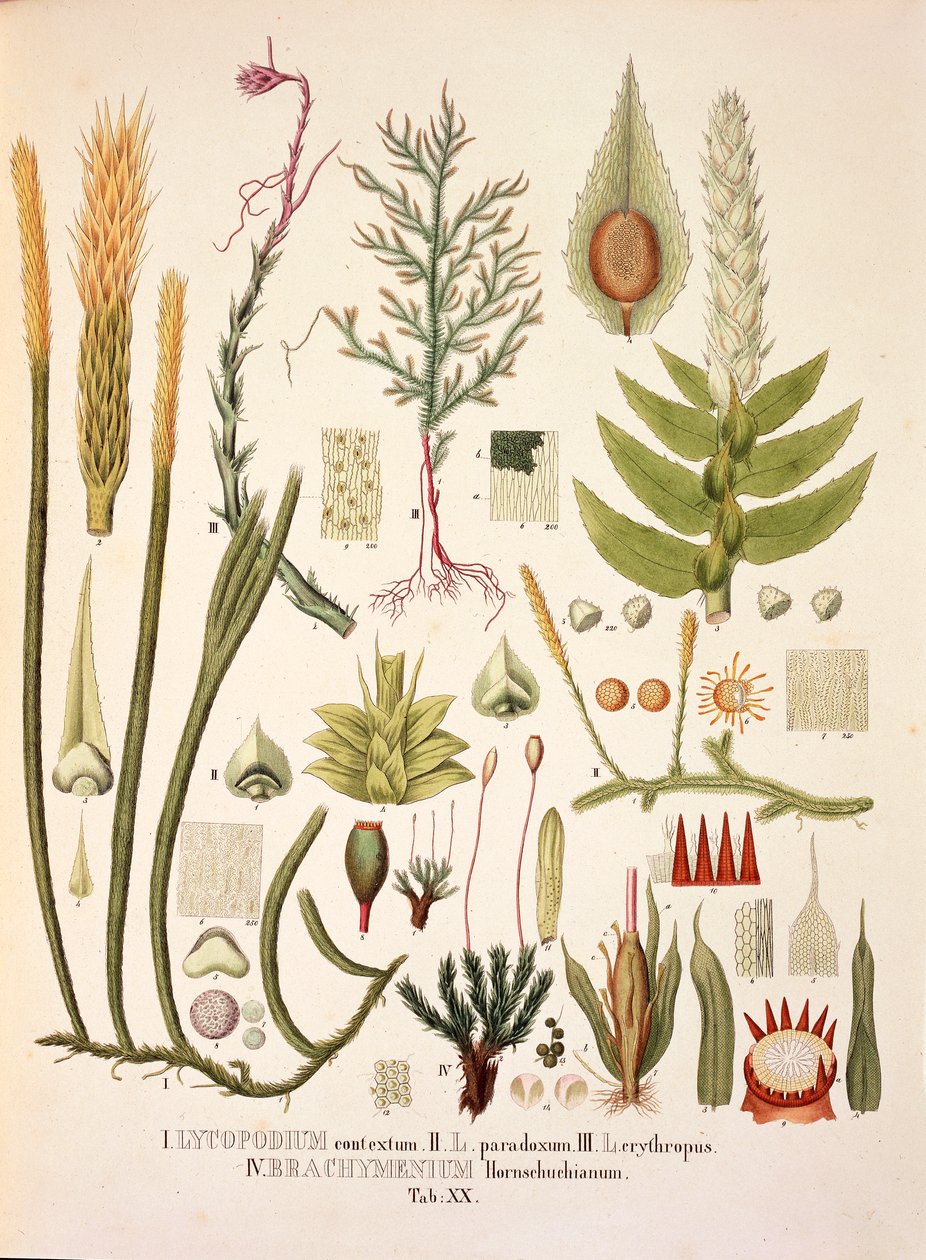 Lycopodium和Brachymenium，表二十来自Johann Baptist Von Spix和Carl Friedrich Von Martius的《Plantarum Cryptogamicarum Brasiliensium》。 作者 德国学校