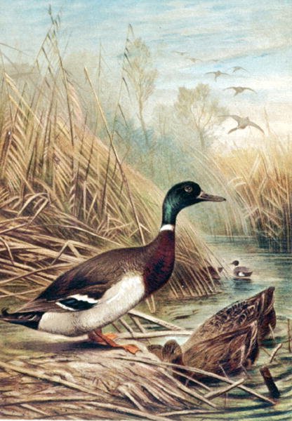 Mallard，板块来自《Brehms Tierleben》。Allgemeine Kunde des Tierreichs", vol.6, p.635, published by Bibliographisches Institut 作者 德国学校