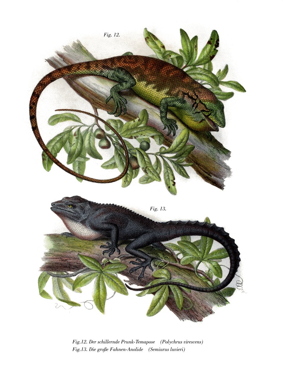 多色灌木 Anole（彩色石版画） 作者 德国学校