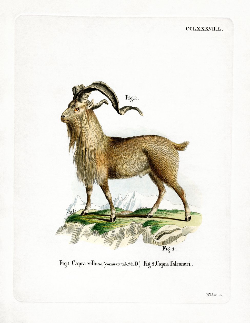Markhor（彩色雕刻） 作者 德国学校