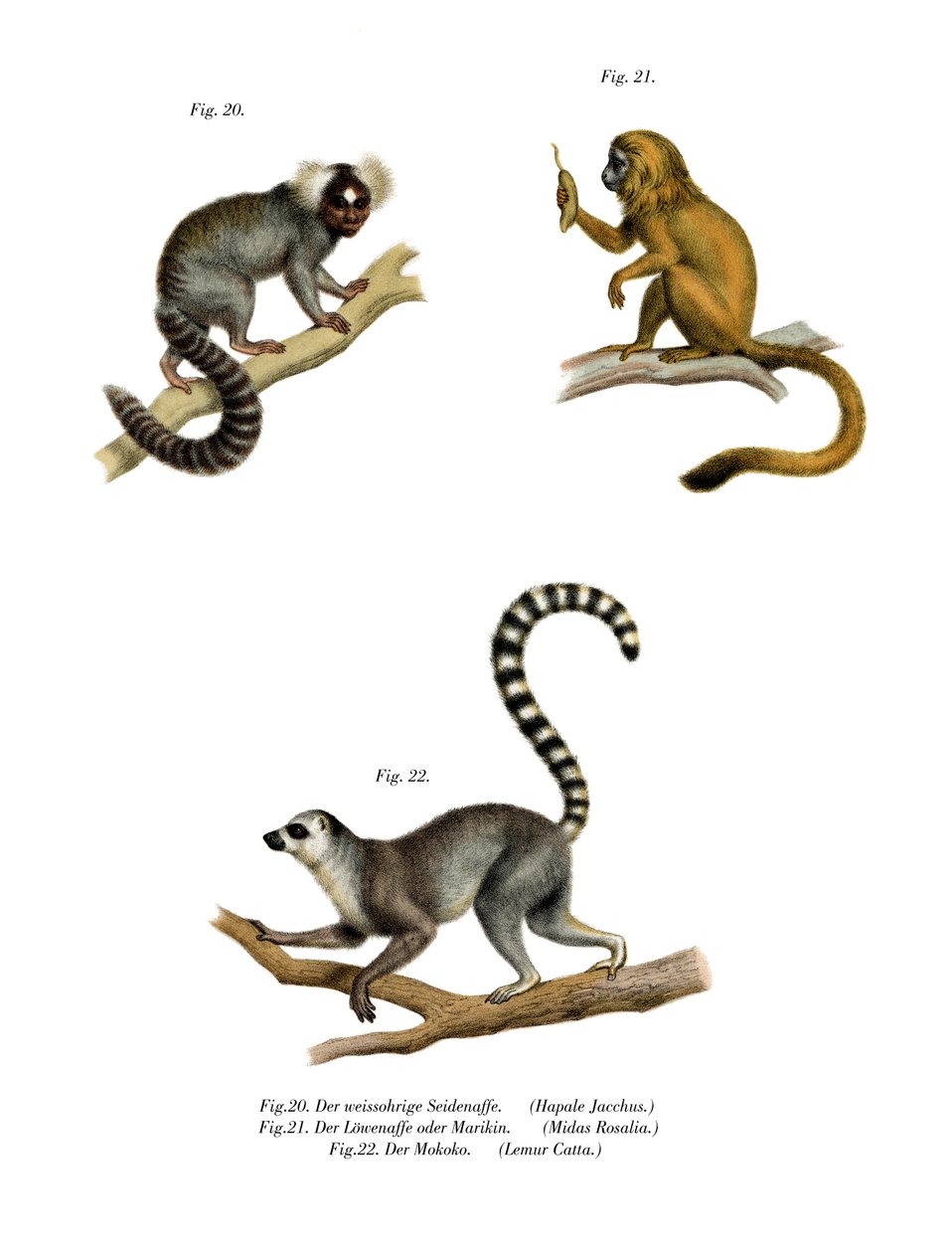 Marmoset，1860 作者 德国学校
