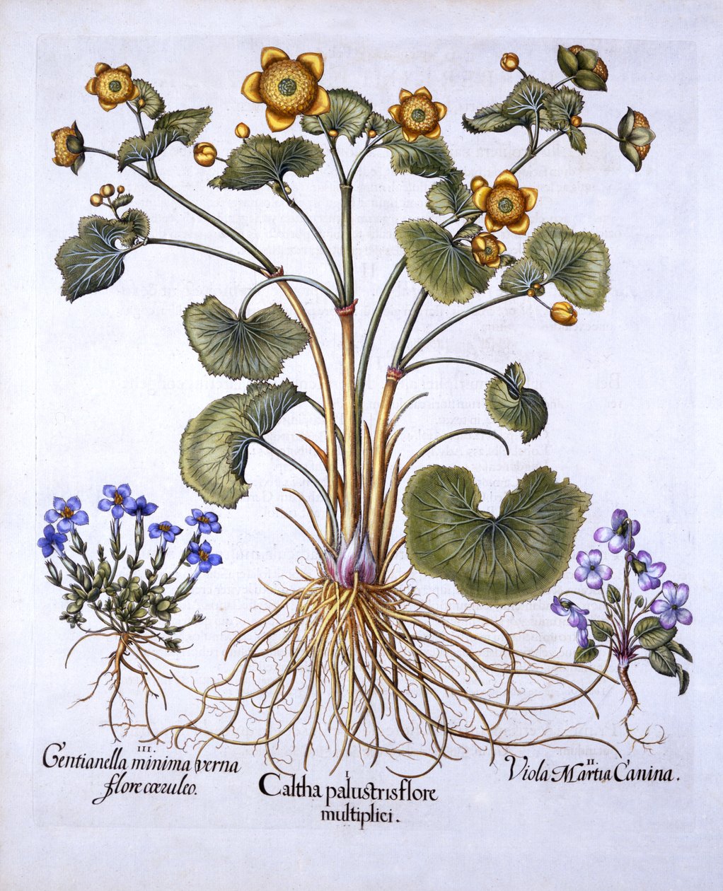 Marsh万寿菊，March Violet和Spring Gentian，来自Hortus Eystettensis，由Basil Besler（1561-1629），酒吧。 1613（手工彩色雕刻） 作者 德国学校