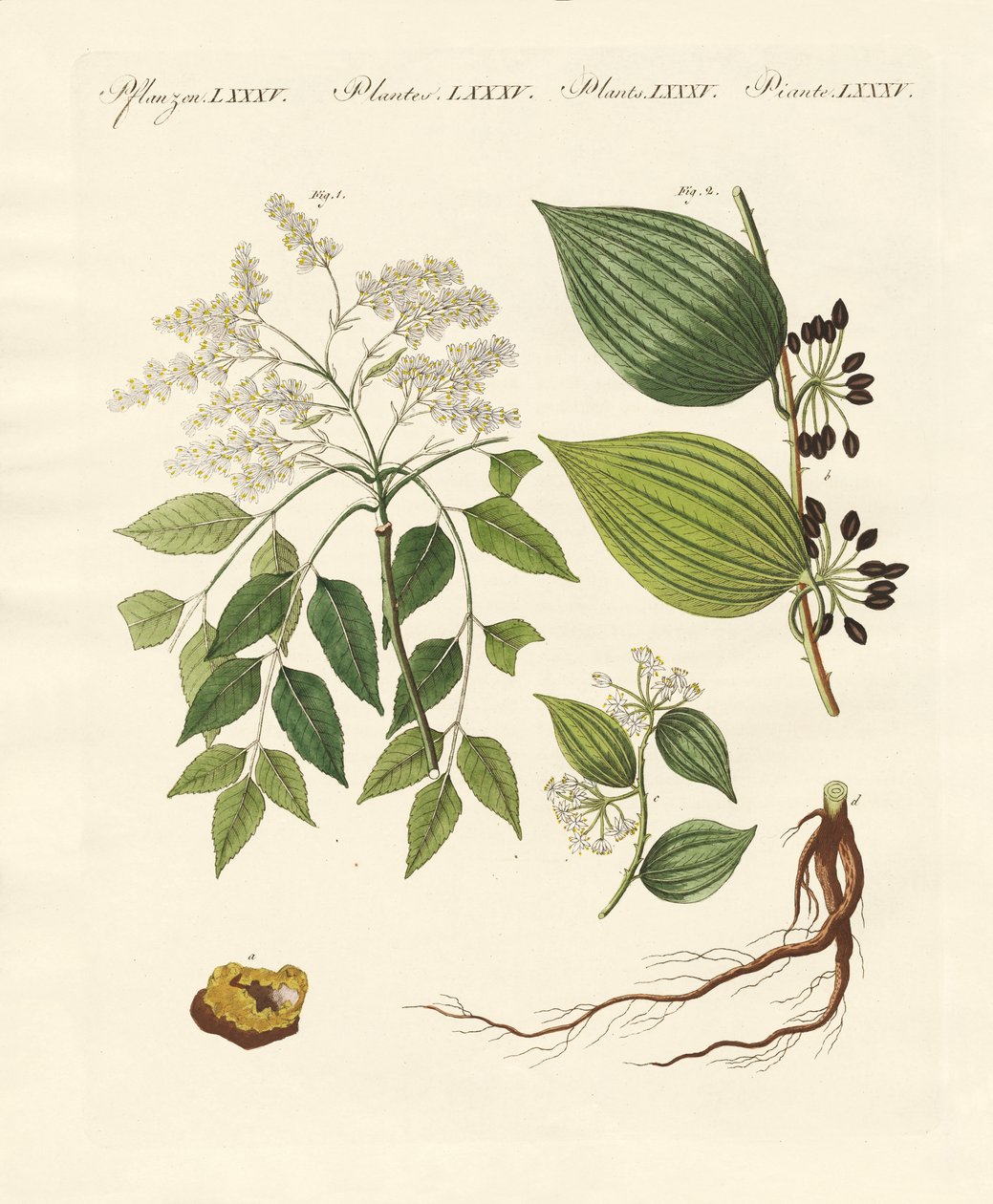 医疗植物 作者 德国学校