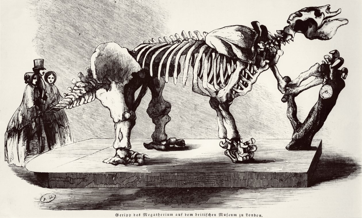 大英博物馆的Megatherium Skeleton 作者 德国学校