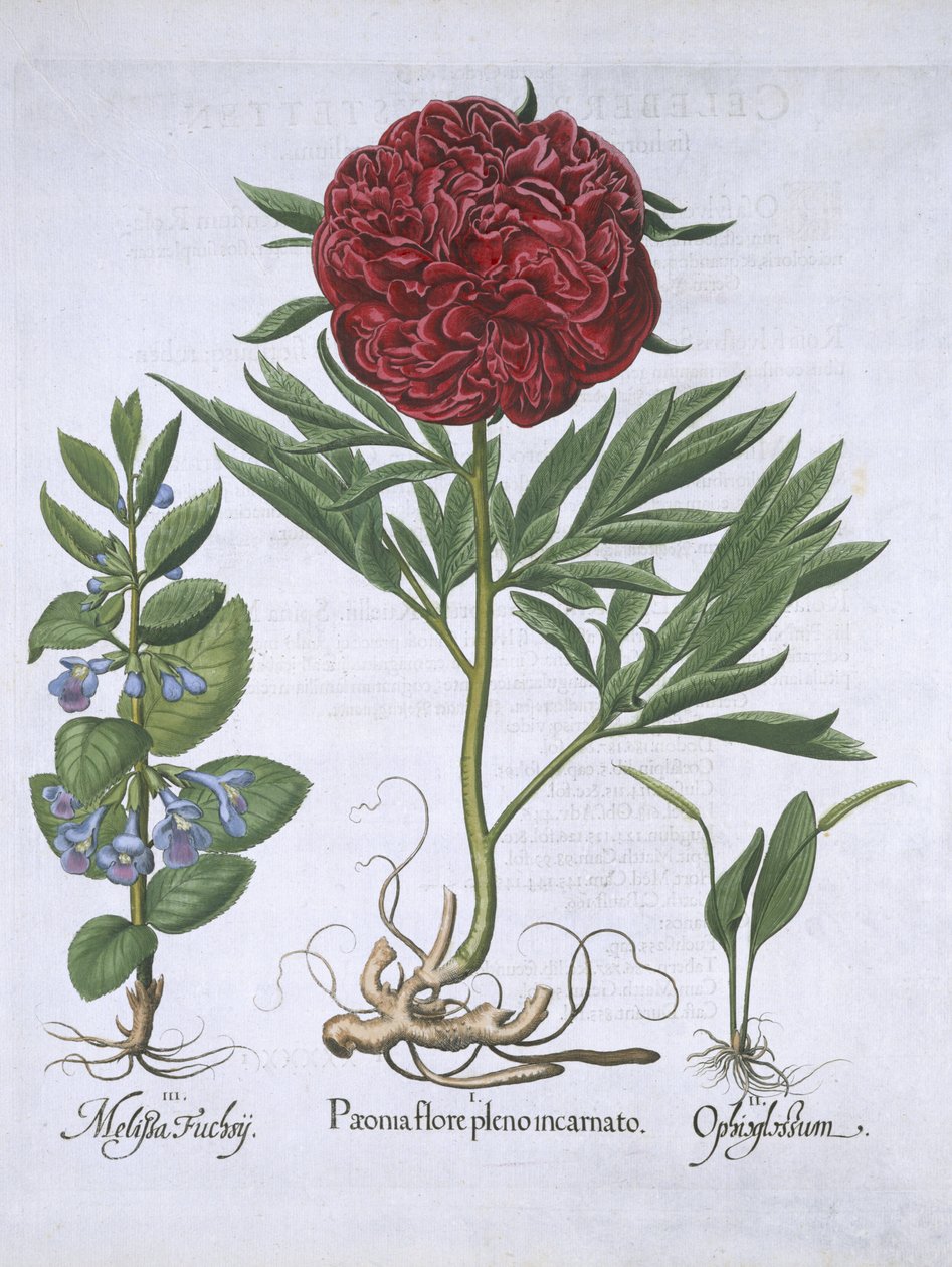 Melissa，Paeony和Odontoglossum，来自Hortus Eystettensis，由Basil Besler（1561-1629）酒吧。 1613（手工彩色雕刻） 作者 德国学校