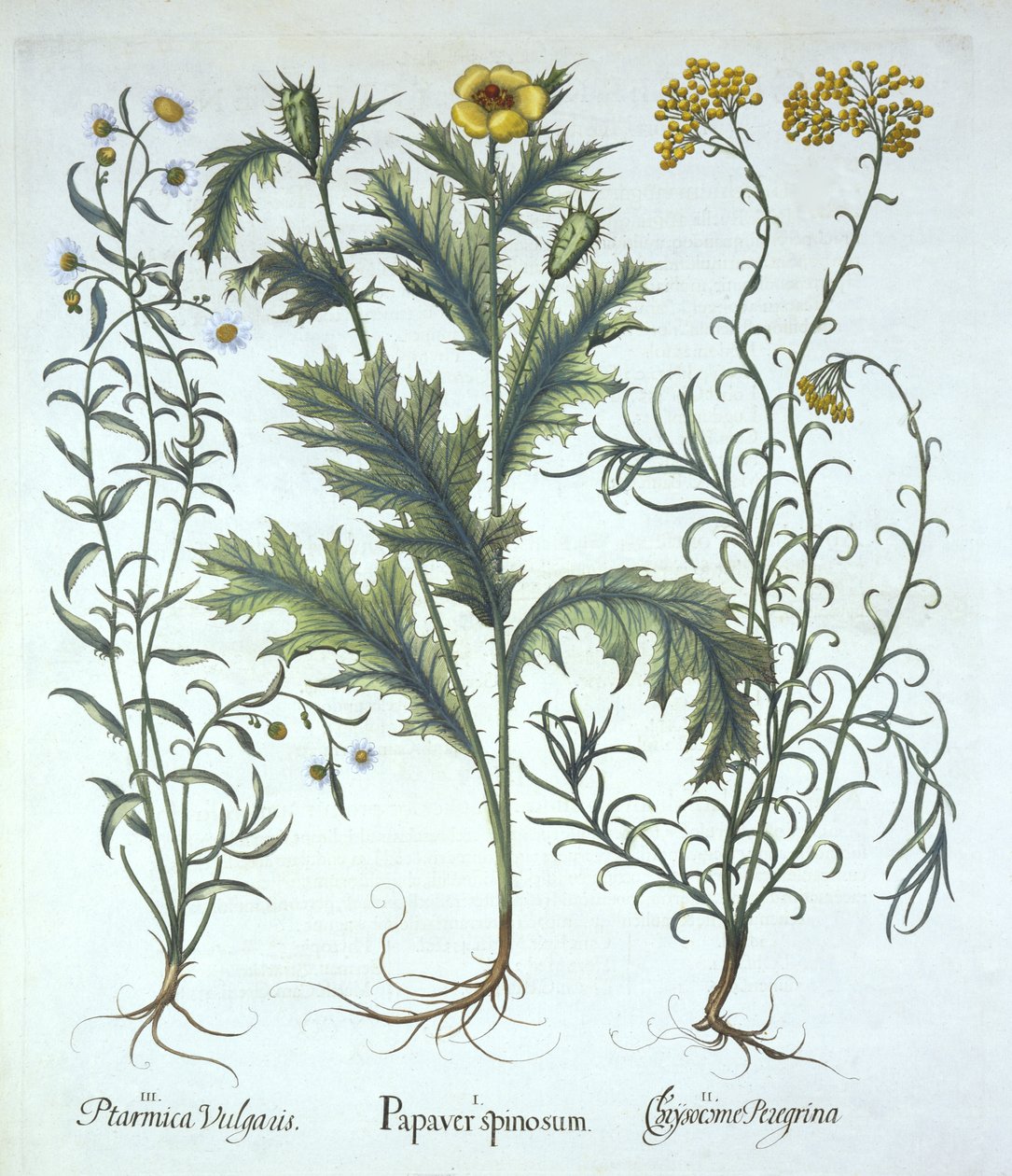 墨西哥罂粟，Seaside Strawflower和Sneezewort，来自Hortus Eystettensis，由Basil Besler（1561-1629）酒吧。 1613（手工雕刻） 作者 德国学校