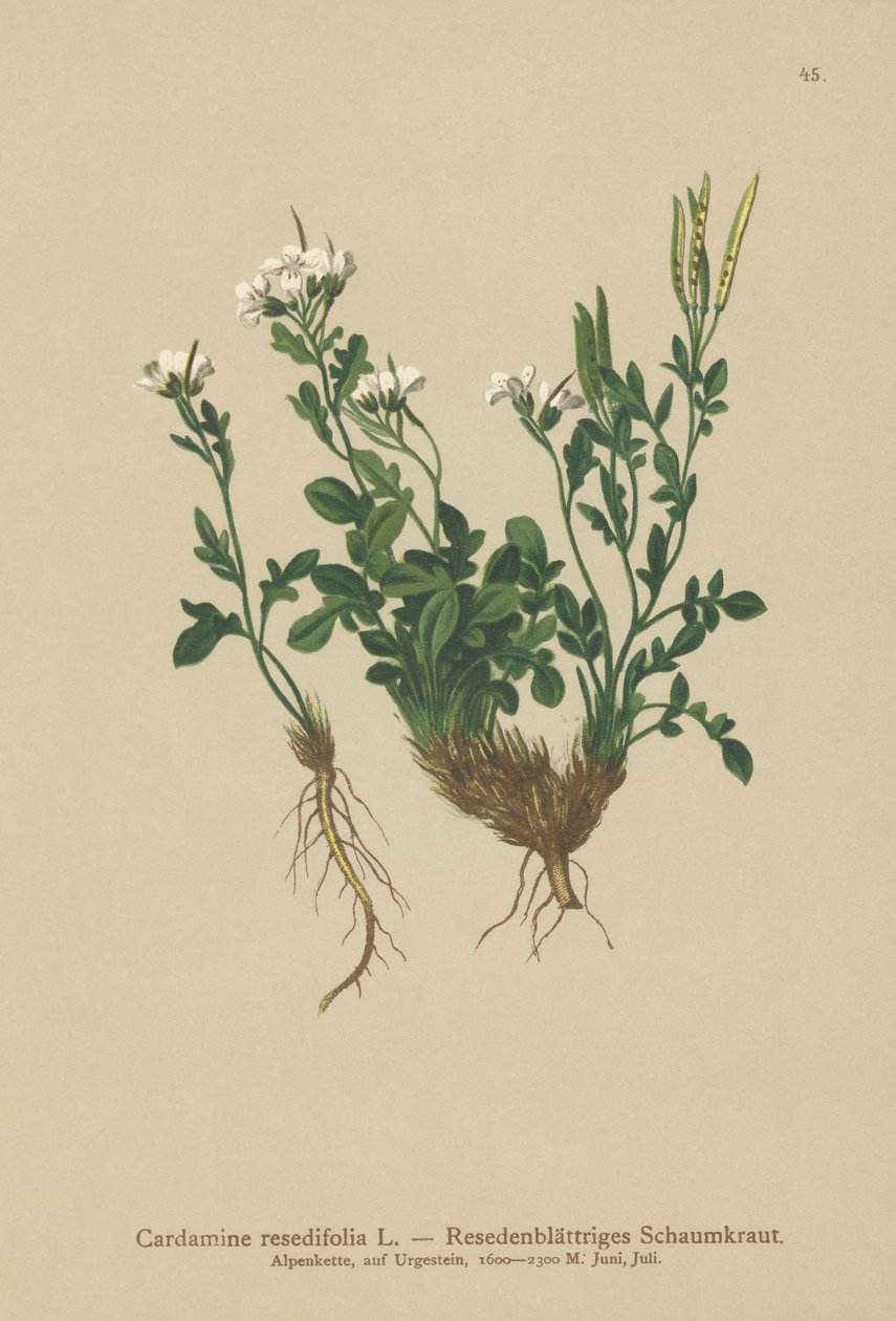 Mignonette-Leaved Bitter-Cress（Cardamine resedifolia，Arabis bellidioides，Cardamine heterophylla） 作者 德国学校