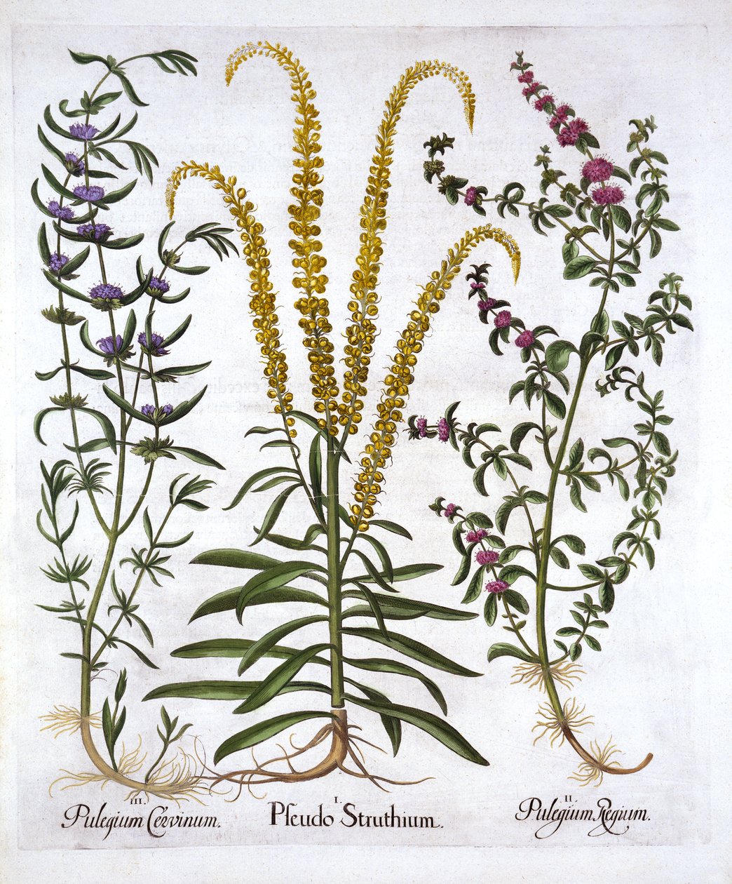 Mignonette，Pennyroyal和Marsh Mint，来自Hortus Eystettensis，由Basil Besler（1561-1629），酒吧。 1613（手工彩色雕刻） 作者 德国学校