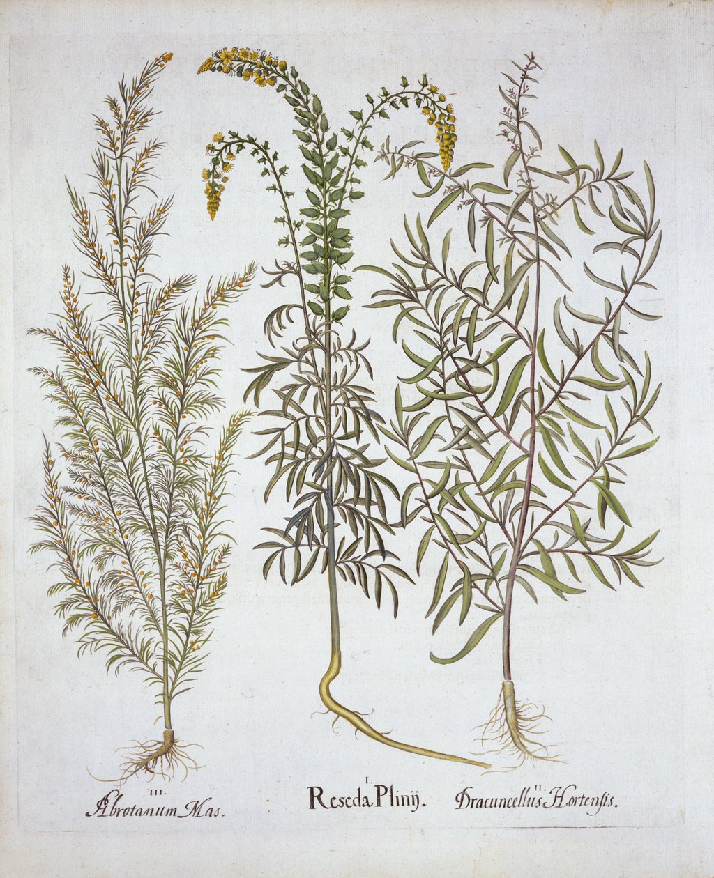 Mignonette，Southernwood和Tarragon，来自Hortus Eystettensis，由Basil Besler（1561-1629），酒吧。 1613（手工雕刻） 作者 德国学校