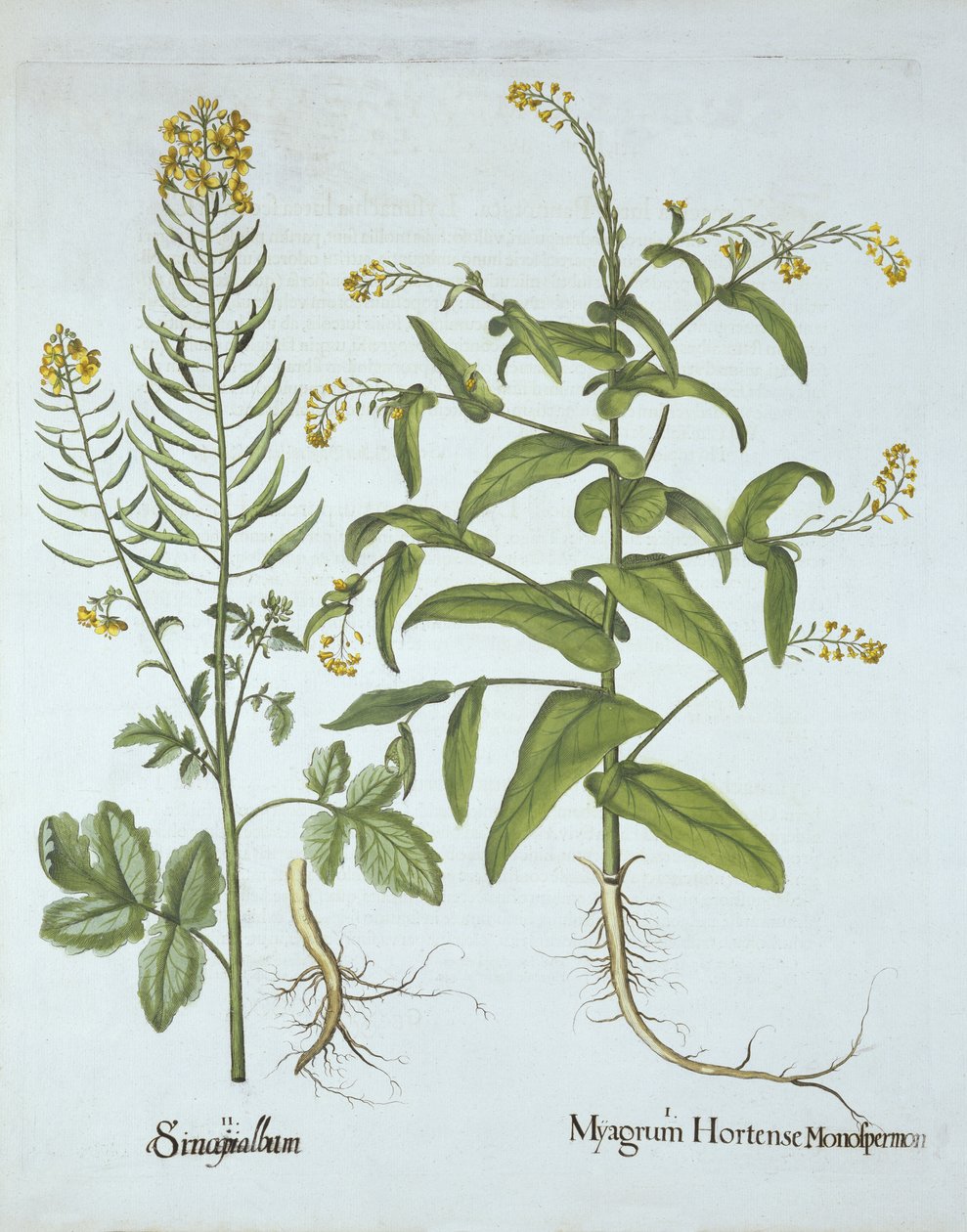 Mitre Cress和White Mustard，来自Hortus Eystettensis，由Basil Besler（1561-1629），酒吧。 1613（手工雕刻） 作者 德国学校