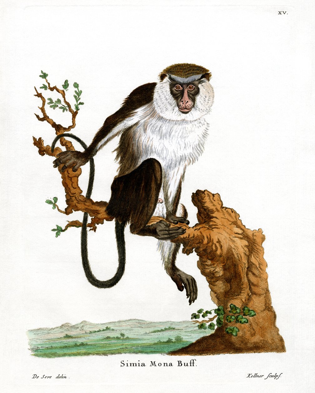 Mona Monkey (彩色雕刻) 作者 德国学校