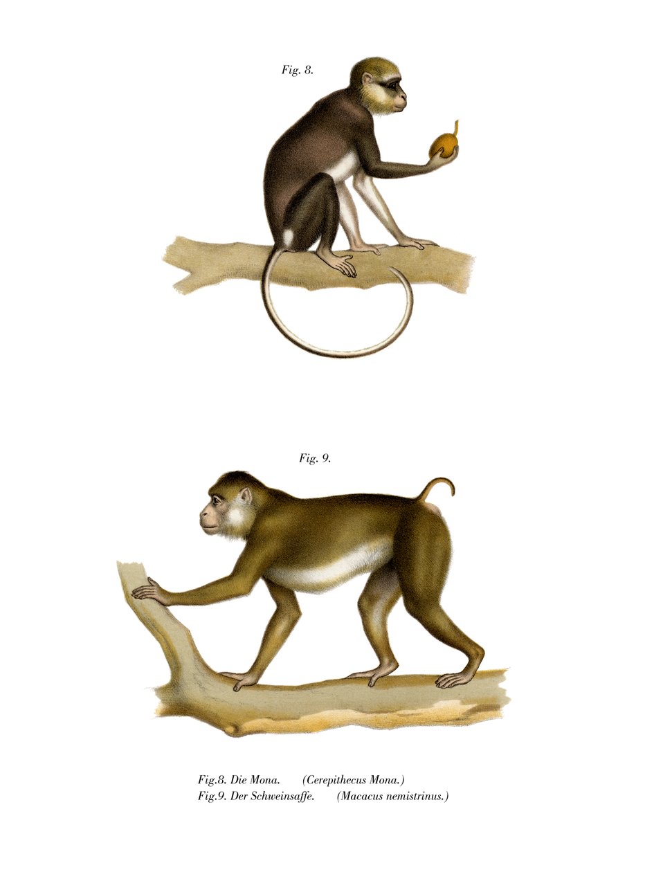 Mona Monkey，1860 作者 德国学校