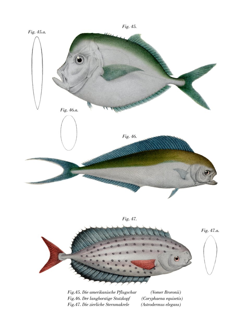 月鱼（彩色石版画） 作者 德国学校