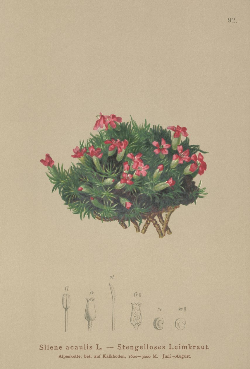 Moss Campion（Silene acaulis） 作者 德国学校