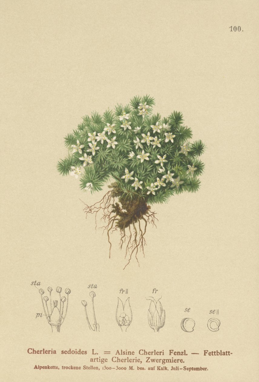 苔藓Cyphel（Cherleria sedoides，Minuartia sedoides，Alsine Cherleri） 作者 德国学校
