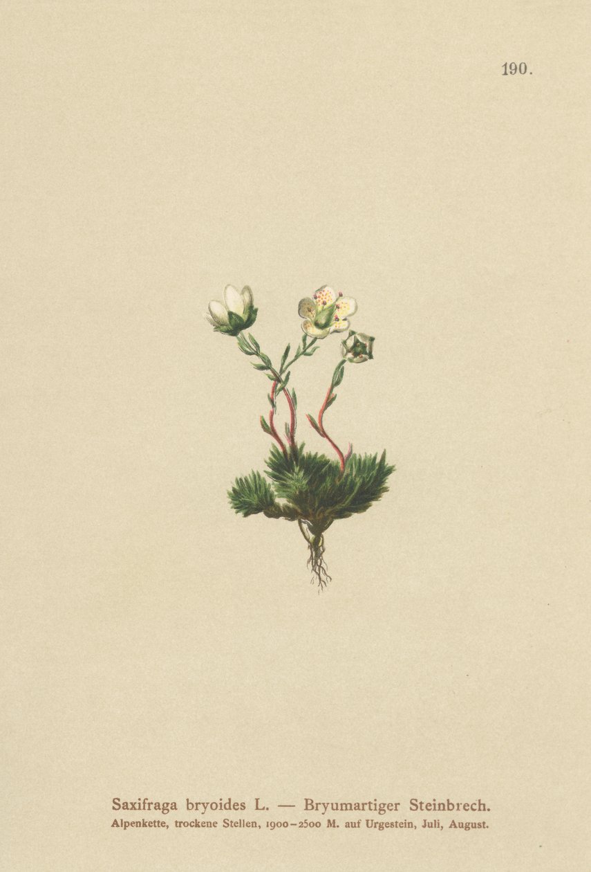 苔藓（Saxifraga bryoides） 作者 德国学校