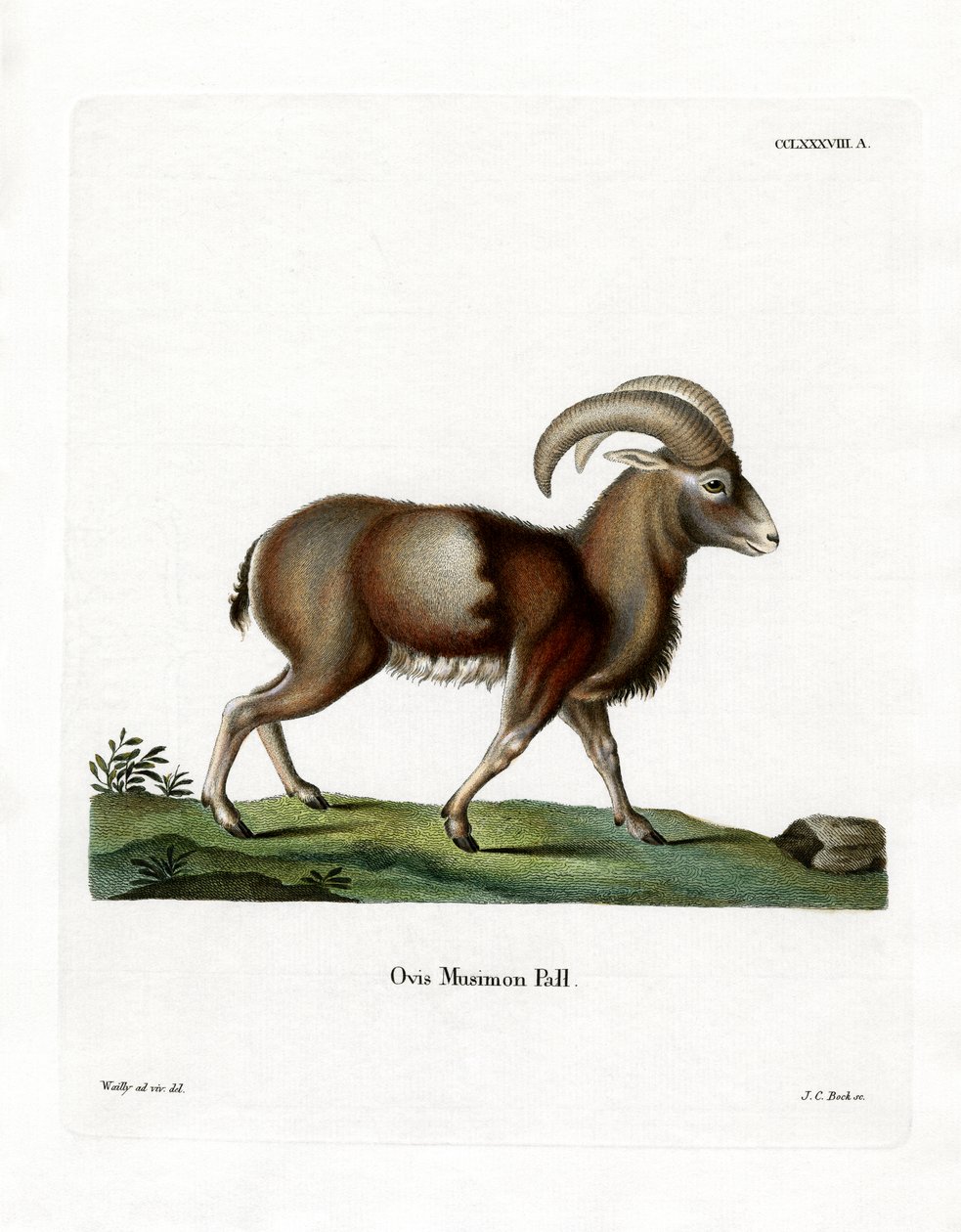 Mouflon(彩色雕刻) 作者 德国学校