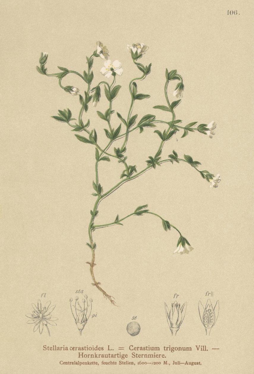 山鹅毛菜（Stellaria cerastioides，Cerastium trigonum） 作者 德国学校
