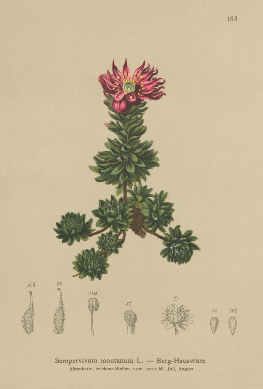 山Houseleek（Sempervivum montanum） 作者 德国学校
