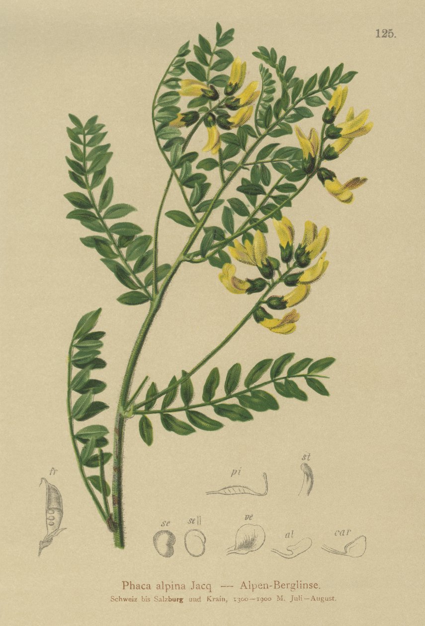 山扁豆（Phaca alpina，黄芪alpinus，黄芪penduliflorus，Colutea alpina，Phaca alpina，Tragacantha penduliflora） 作者 德国学校