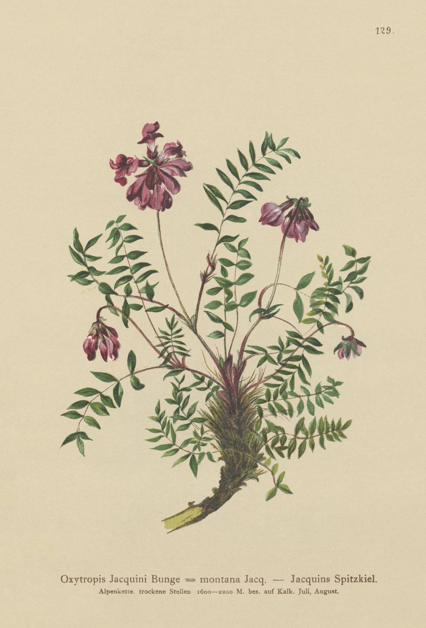 Mountain Milkvetch（Oxytropis Jacquini，Oxytropis montana） 作者 德国学校
