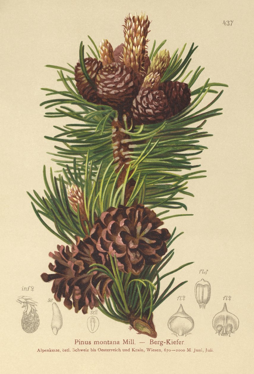 山松（Pinus montana，Pinus mugo） 作者 德国学校