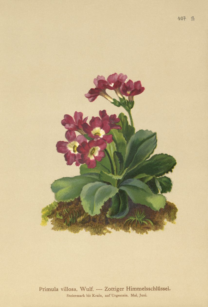 山报春（Primula villosa） 作者 德国学校
