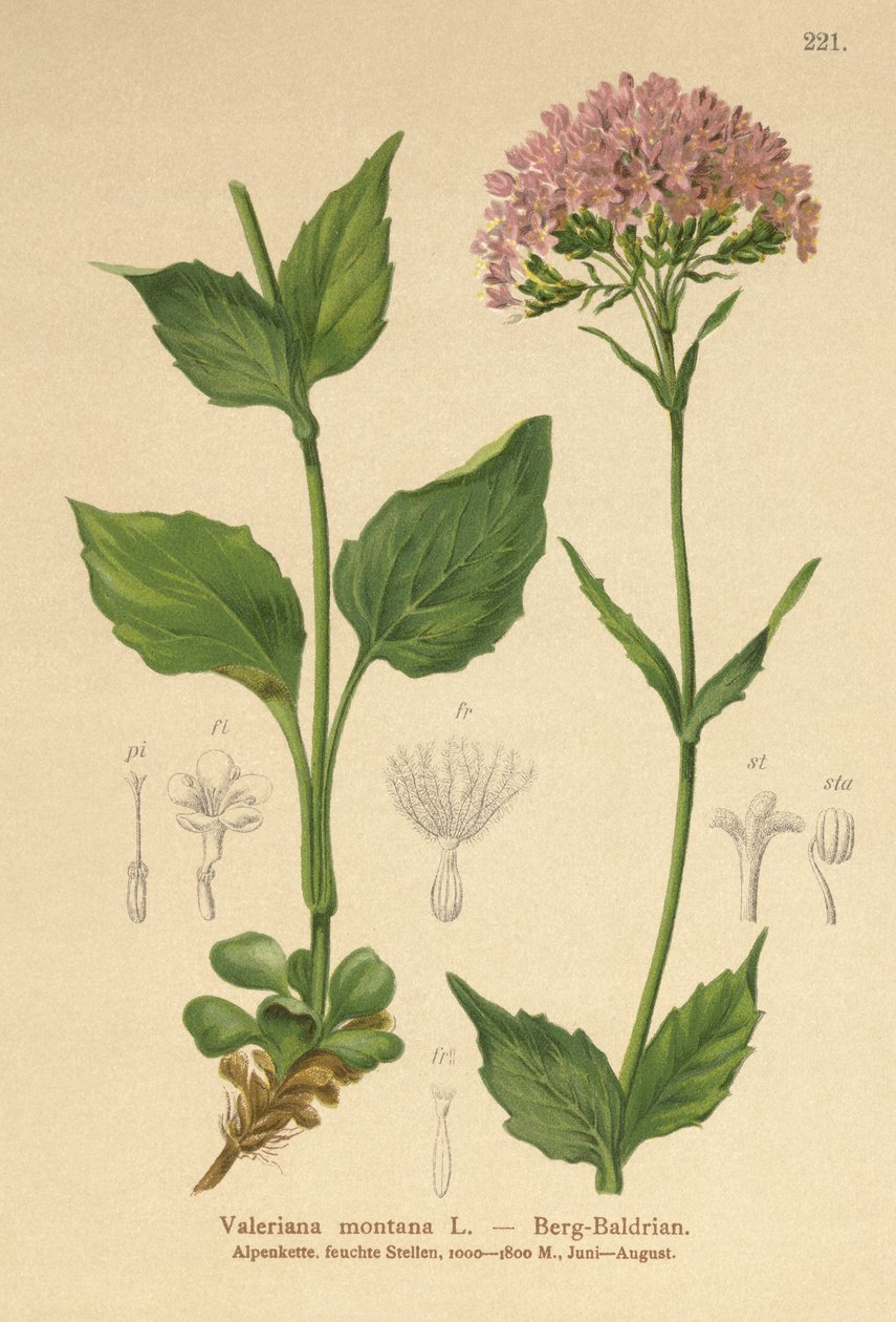 Mountain Valerian（Valeriana Montana） 作者 德国学校