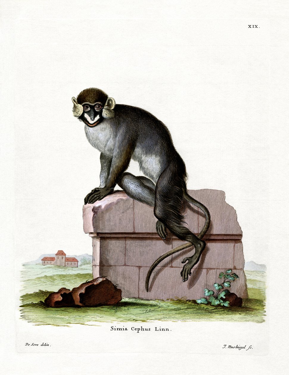 Moustached Guenon（彩色雕刻） 作者 德国学校