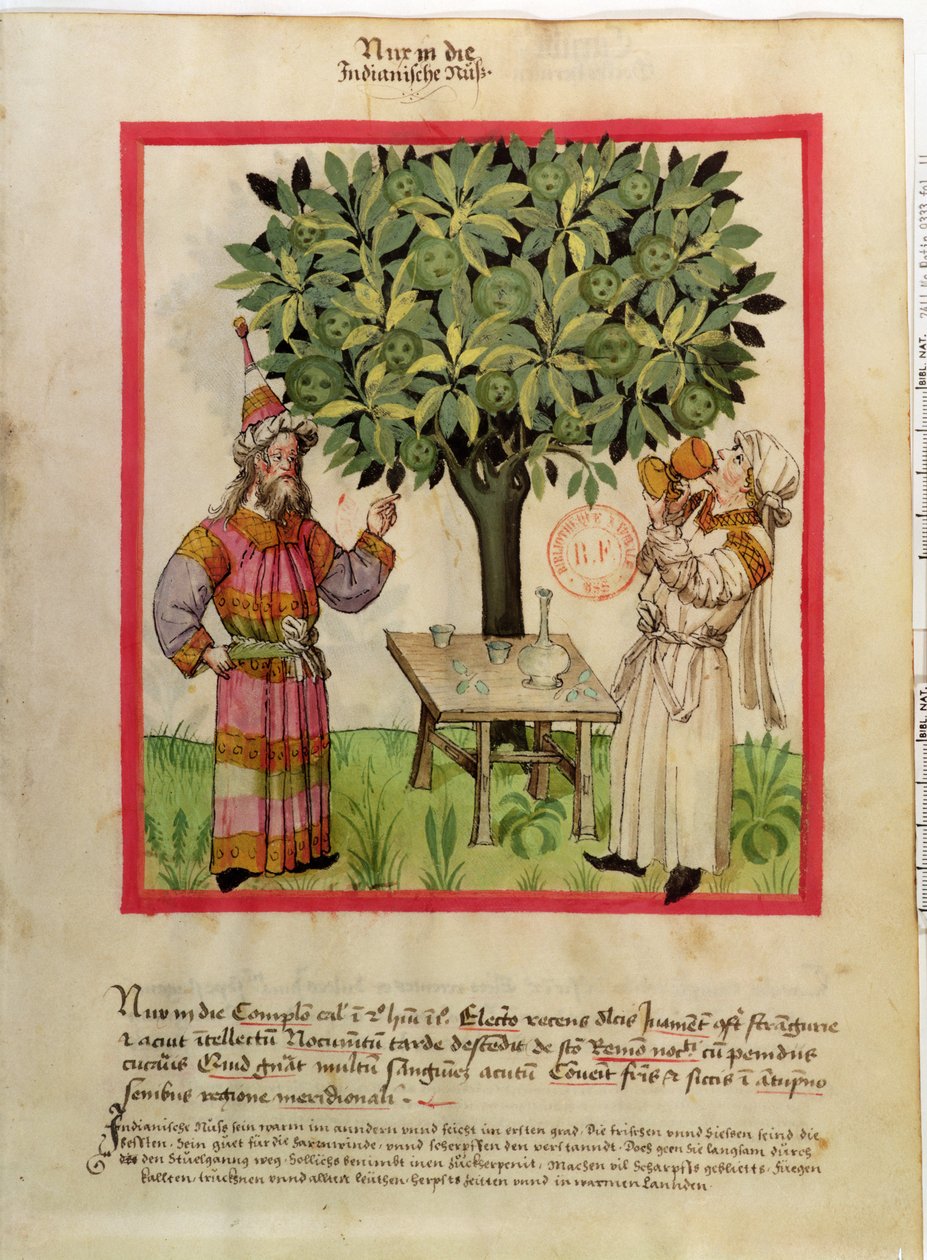 Ms.Lat.9333 fol.11收获肉豆蔻，从健康Tacuinum 作者 德国学校