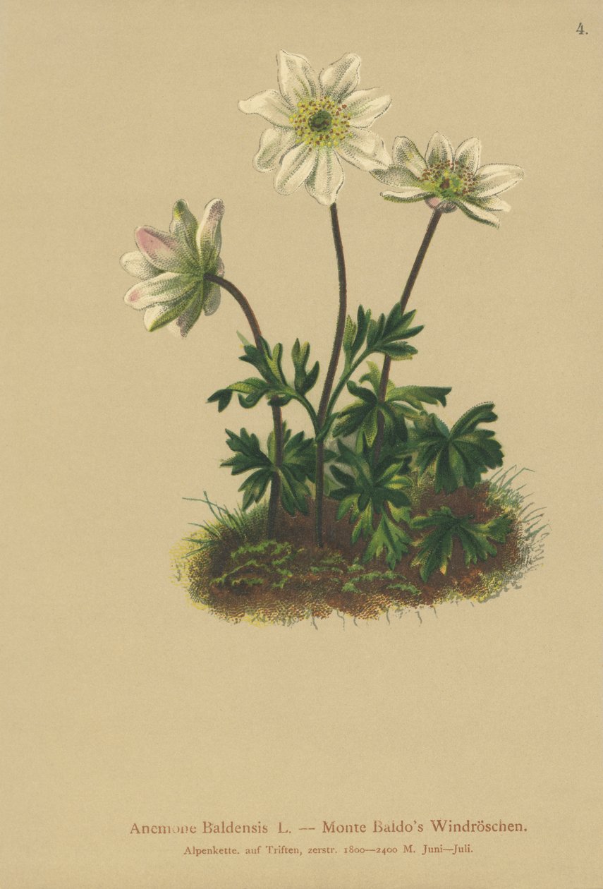 公吨。 Baldo Anemone（Anemone Baldensis） 作者 德国学校