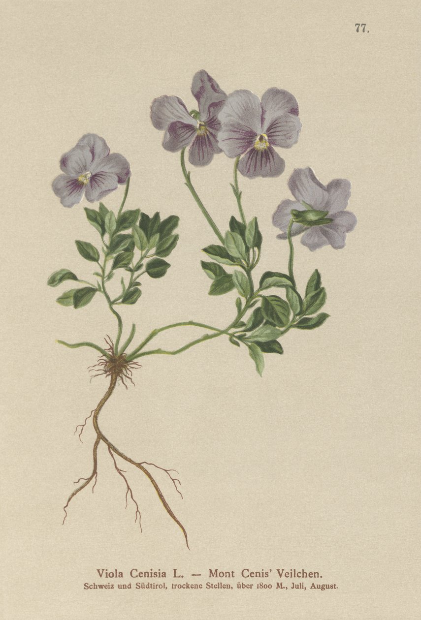 公吨。 Cenis Pansy（Viola Cenisia） 作者 德国学校