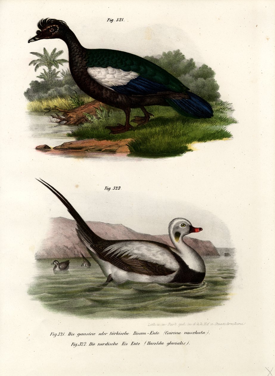 莫斯科鸭，1864年 作者 德国学校