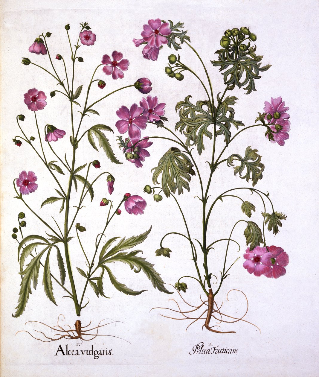 Musk Mallow，来自Hortus Eystettensis，由Basil Besler（1561-1629），酒吧。 1613（手工彩色雕刻） 作者 德国学校